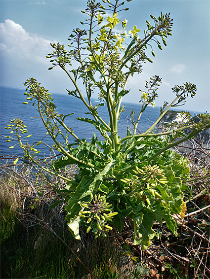 Cliff-side plant