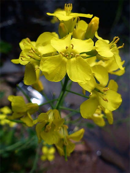 Wild turnip (brassica rapa), Frenchay Pond, Gloucestershire