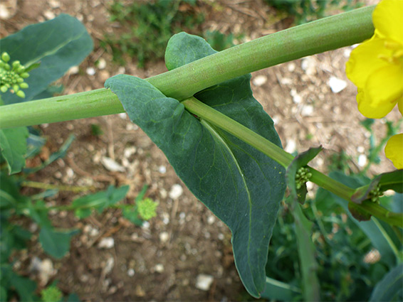 Clasping stem leaf