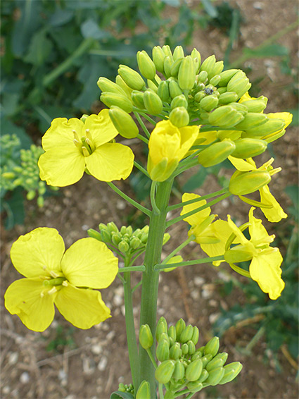 Inflorescence