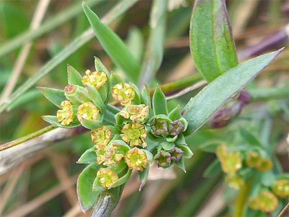 Five-lobed flowers