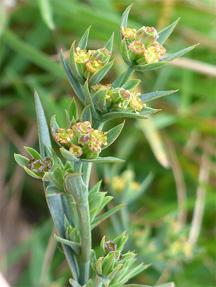 Spine-tipped bracts