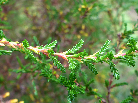 Upper stem leaves