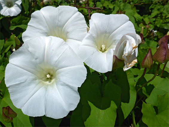 Calystegia sepium (hedge bindweed), Beer Head, Devon