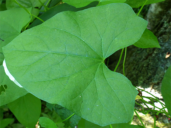 Heart-shaped leaf