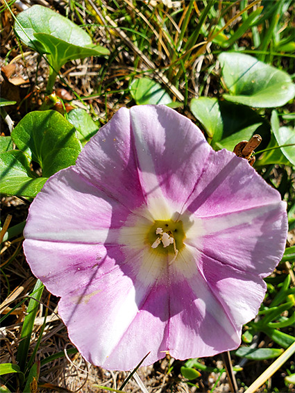 Pentagonal corolla