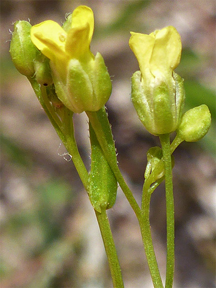 Petals and sepals