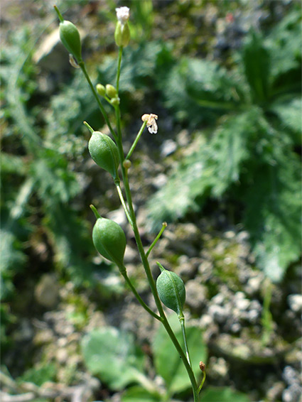 Green fruits