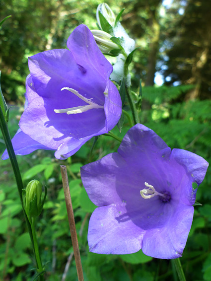 Two flowers