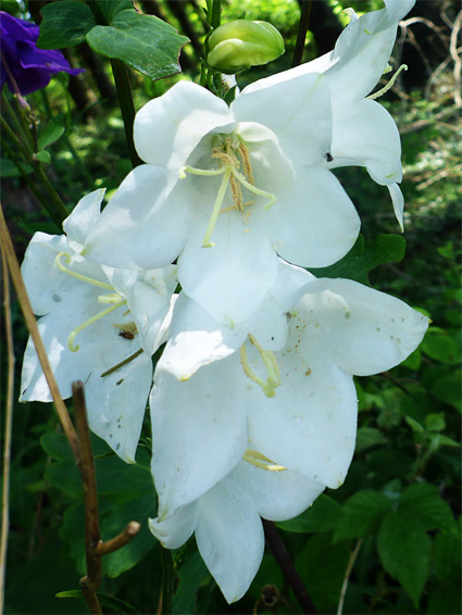 White flowers