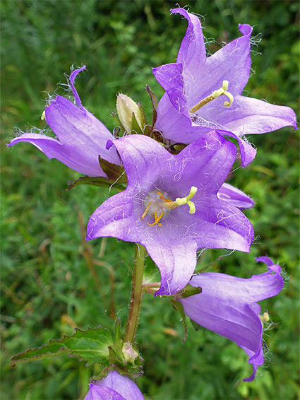 Flower cluster