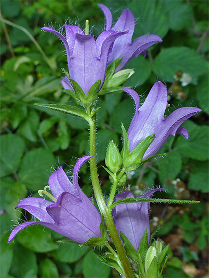 Green, hairy calyces