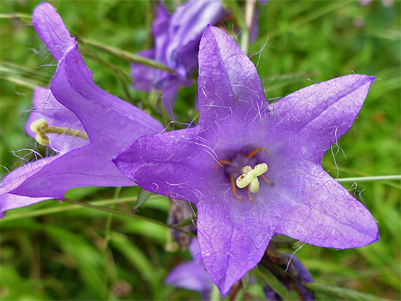 Nettle-leaved bellflower