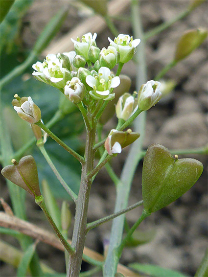 Flowers and fruits