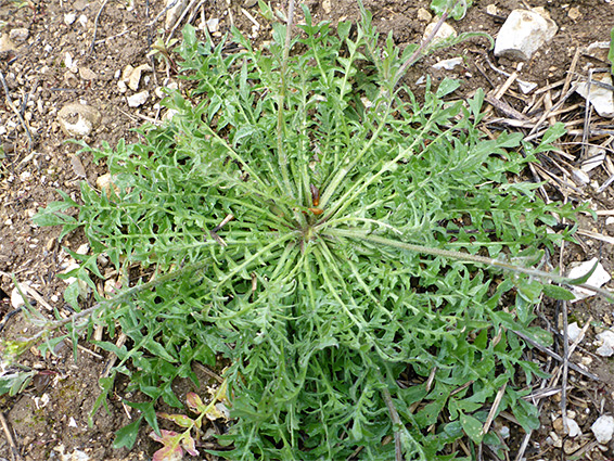 Basal leaves