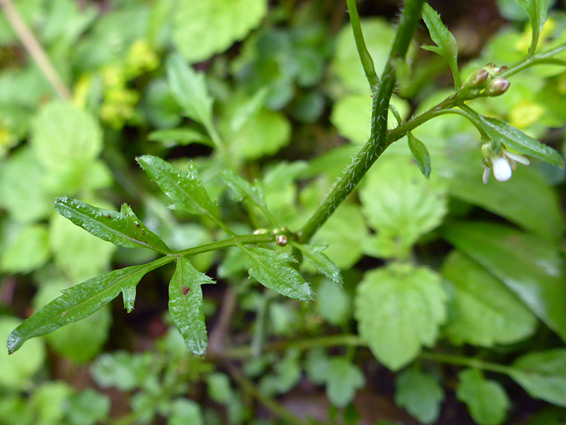 Upper stem leaf