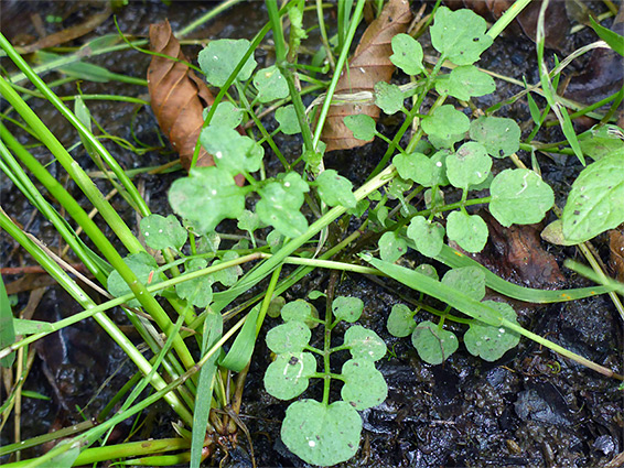 Basal leaves