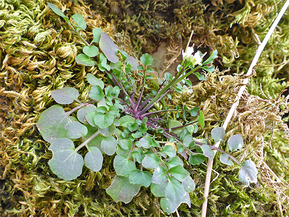 Leaf rosette