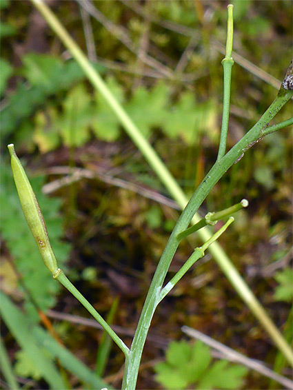 Fruit