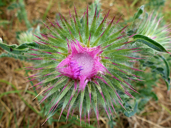 Pinkish bracts