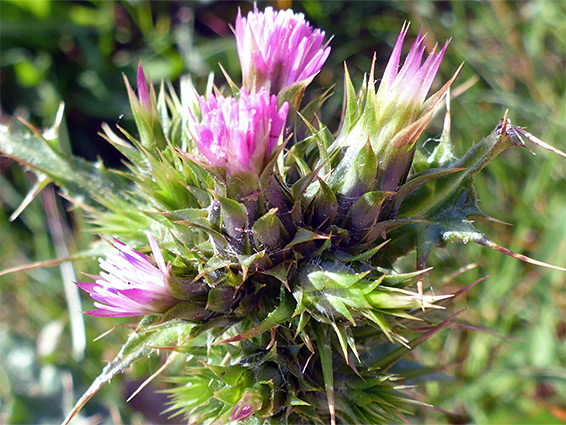 Carduus tenuiflorus (slender thistle), Baggy Point, Devon