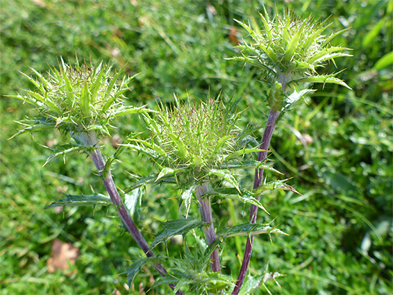 Developing flowerheads