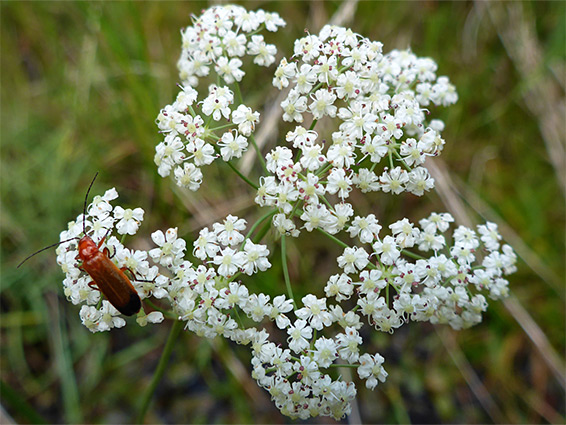 Carum verticillatum (whorled caraway), Nant Irfon National Nature Reserve, Powys