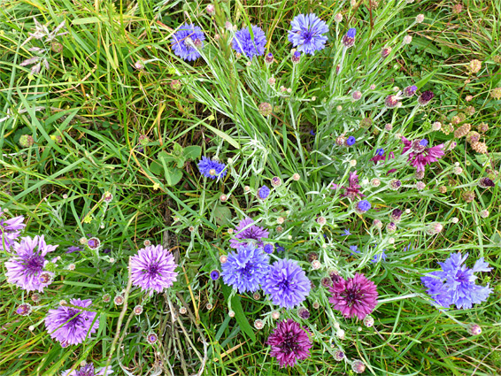 Clustered stems