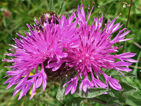 Centaurea nigra (common knapweed), Stuart Fawkes Nature Reserve, Gloucestershire