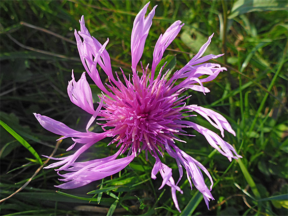 Dense flowerhead