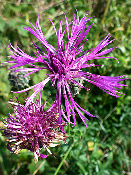 Two flowerheads