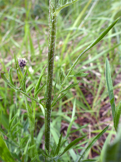 Lobed leaves