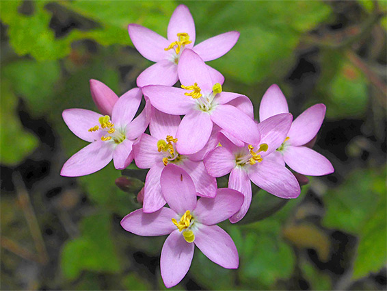 Compact cluster