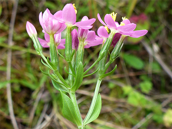 Corollas and calyces