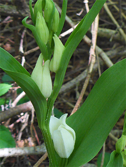 Leaves and flowers