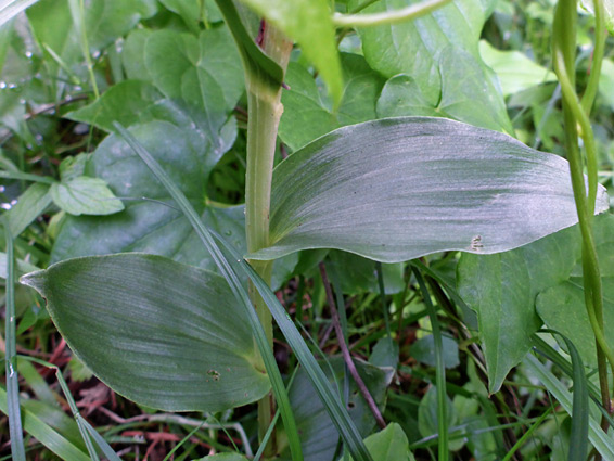 Broad leaves