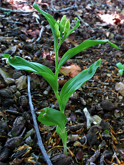 Alternate leaves