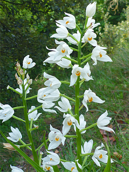 Many flowers