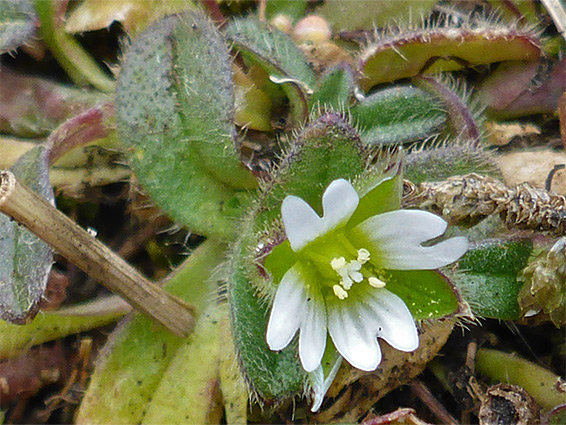 Sea mouse-ear (cerastium diffusum), Sand Point, Somerset