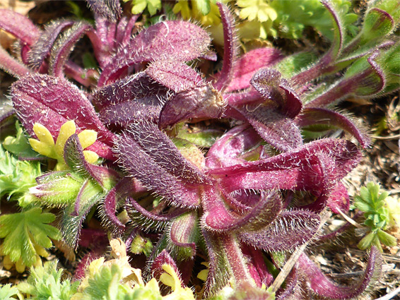 Purplish leaves