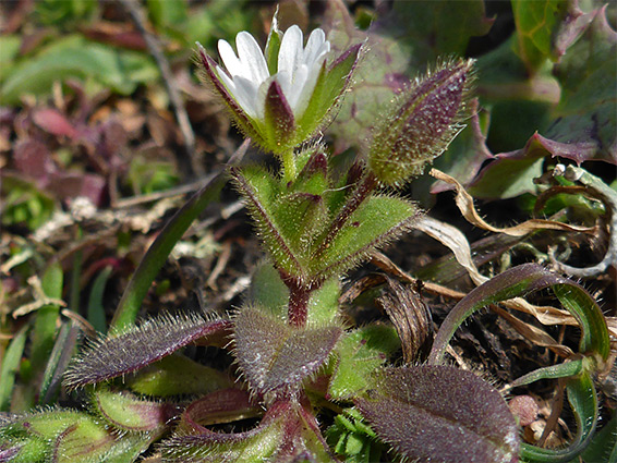 Hairy, opposite leaves