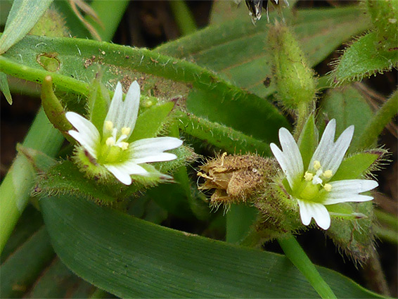 Two flowers