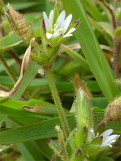 Glandular stalk