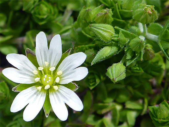 Divided white petals