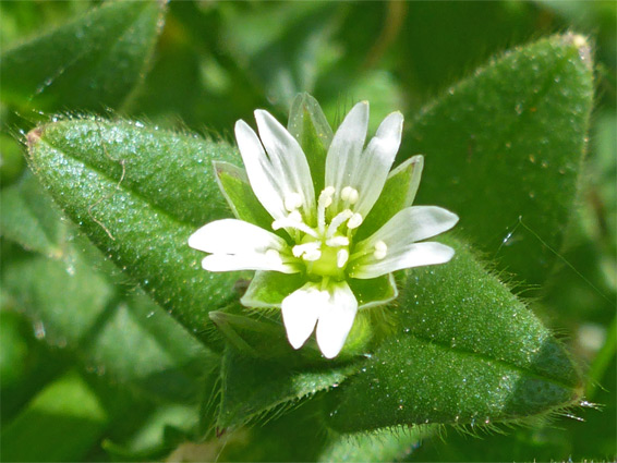 Leaves and flower