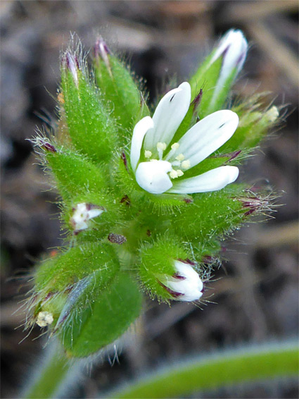 Developing flowers