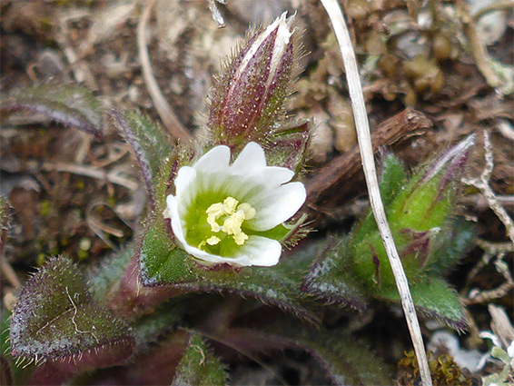 Flower and buds