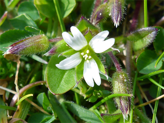 Little mouse-ear (cerastium semidecandrum), Dawlish Warren, Devon