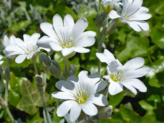 Snow-in-summer (cerastium tomentosum), Uphill Hill, Somerset