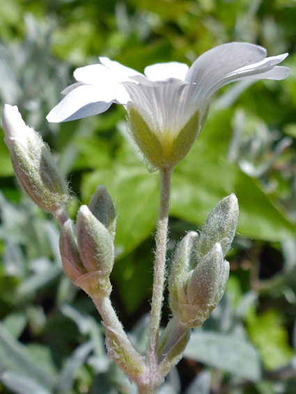 Hairy pedicels and calyces